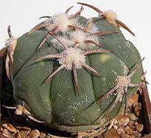 Echinocactus horizonthalonius CH334