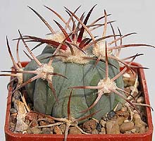 Echinocactus horizonthalonius PM75, Tanque-Matehuala