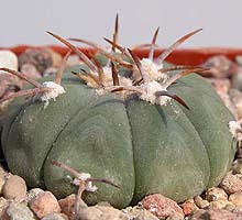 Echinocactus horizonthalonius var. subiki
