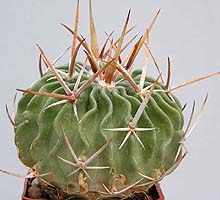 Echinofossulocactus anfractuosus GM513, Tlacotla Pilco, Hgo