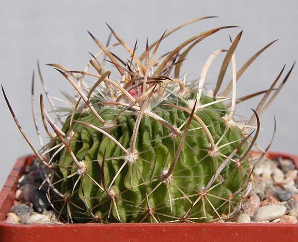 Echinofossulocactus arrigens