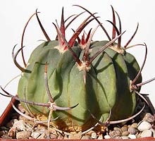 Echinofossulocactus coptongonus SB13, Salinas SLP