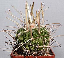 Echinofossulocactus lancifer