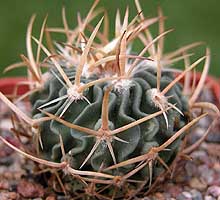 Echinofossulocactus phyllacanthus var. nova