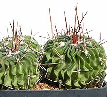 Echinofossulocactus schwarzii