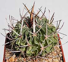 Echinofossulocactus violaciflorus