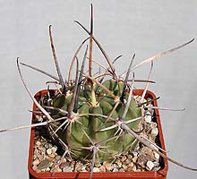 Echinopsis ancistrophora var. megalocephala R272, Comarapa