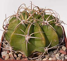 Echinopsis frankii R63