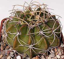 Echinopsis toralapana