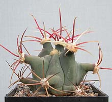 Ferocactus cylindraceus, Yucca Valley, Ca