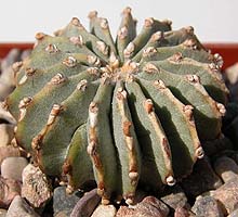 Geohintonia mexicana, Galeona