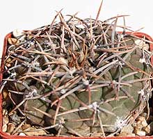 Gymnocalycium quehlianum cv. hennissii