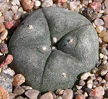 Lophophora williamsii var. pluricostata