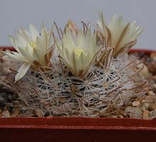 Mammillaria spec. P358