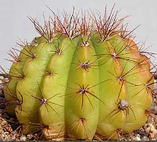Notocactus megapotamicus var. crucicentrus