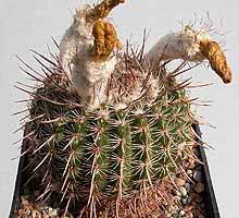Notocactus mueller-melchersii