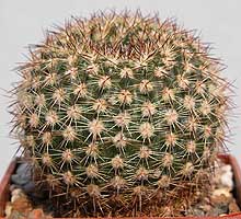 Notocactus rauschii