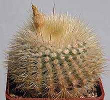 Notocactus scopa var. glauserianus