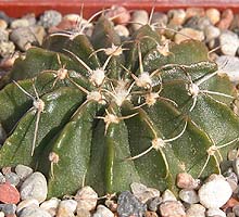 Notocactus turbinatus AH168, Polanco, Urug.