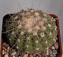 Notocactus uebelmannianus