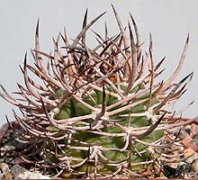Pyrrhocactus bulbocalyx 'sanjuanensis' Mazan, La Rioja, 600m