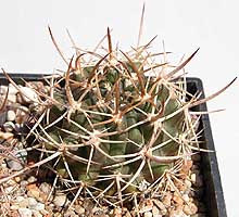 Pyrrhocactus robustus, West Petorca