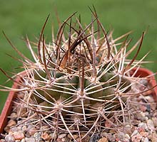 Pyrrhocactus robustus var. cabildensis, East La Ligna