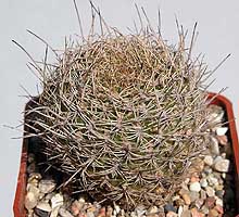 Sulcorebutia breviflora R198
