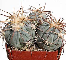 Echinocactus horizonthalonius, Buenavista