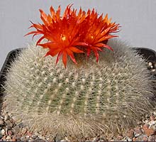 Eriocactus haselbergii