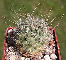 Pediocactus bradyi SB470, Coconino Co, AZ