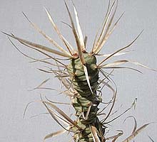 Tephrocactus articulatus var. papyracanthus